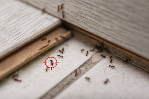 Best Cockroach Control Services  in Red Lick, TX