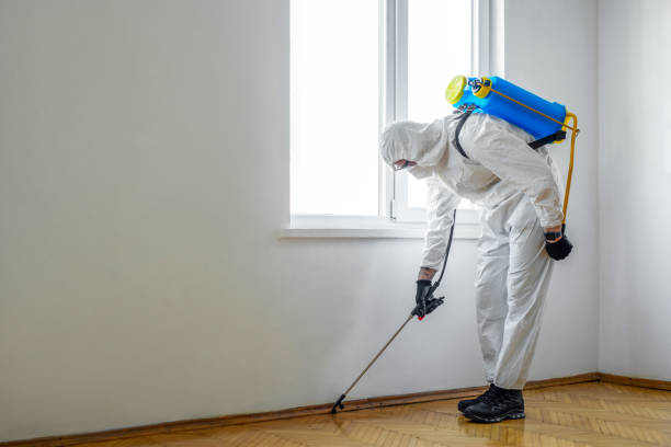 Best Termite Control Services  in Red Lick, TX