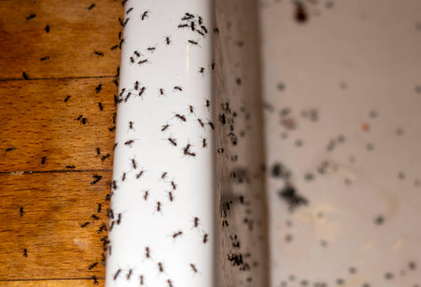 Best Commercial Pest Control Services  in Red Lick, TX