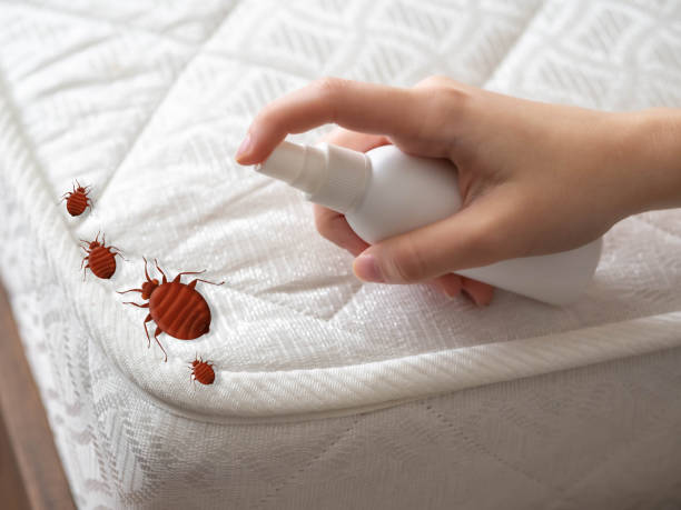Best Local Pest Control Services  in Red Lick, TX