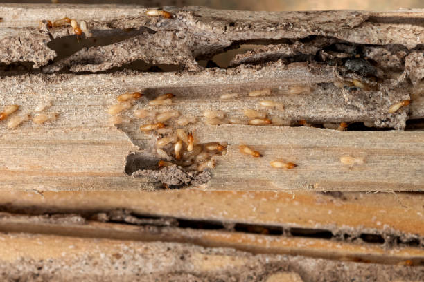 Best Pest Control Near Me  in Red Lick, TX